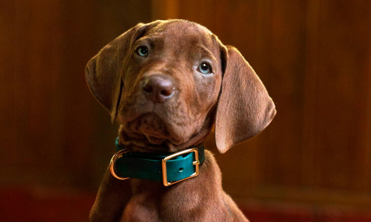 Scooby-Doo regresa en nueva serie live action por Netflix