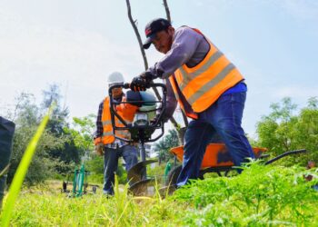 Plantan 300 árboles en Parque La Loma