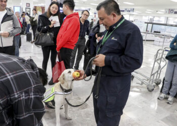 Senasica refuerza inspección en puertos y aeropuertos para proteger producción agroalimentaria