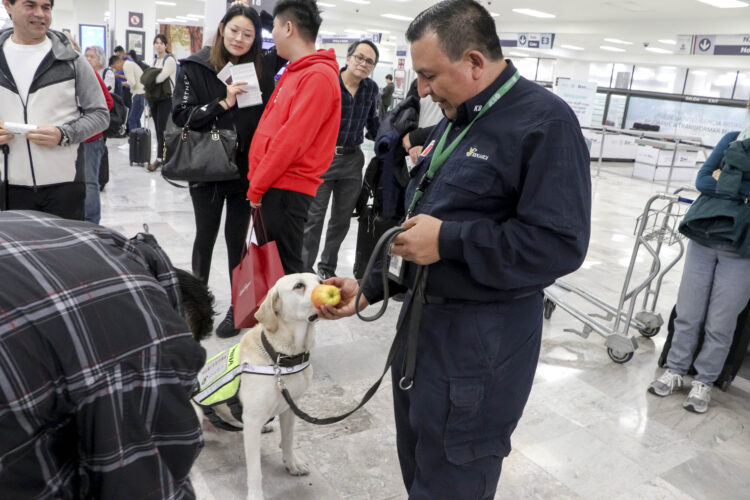 Senasica refuerza inspección en puertos y aeropuertos para proteger producción agroalimentaria