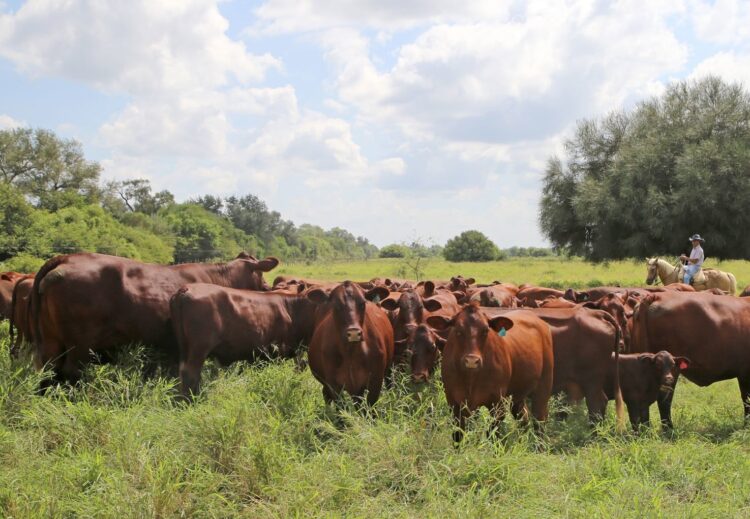 Gusano Barrenador del Ganado en 23 municipios de Tamaulipas; SLM y Aldama con 52 casos