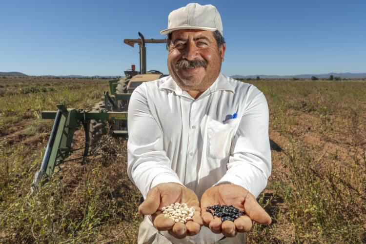 INIFAP fortalece la producción nacional de frijol con variedades mejoradas en México