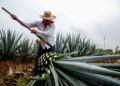 El tequila mexicano conquista los mercados y paladares del mundo