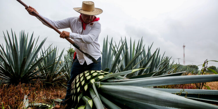 El tequila mexicano conquista los mercados y paladares del mundo