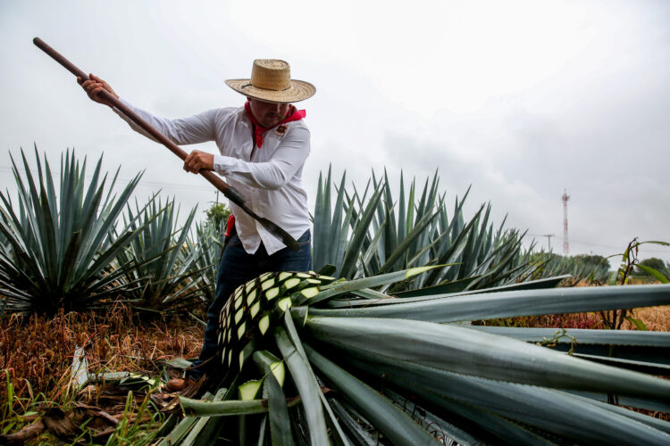 El tequila mexicano conquista los mercados y paladares del mundo