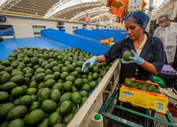 Exportación de aguacate mexicano a EUA se incrementa 35% en el primer cuatrimestre de 2026