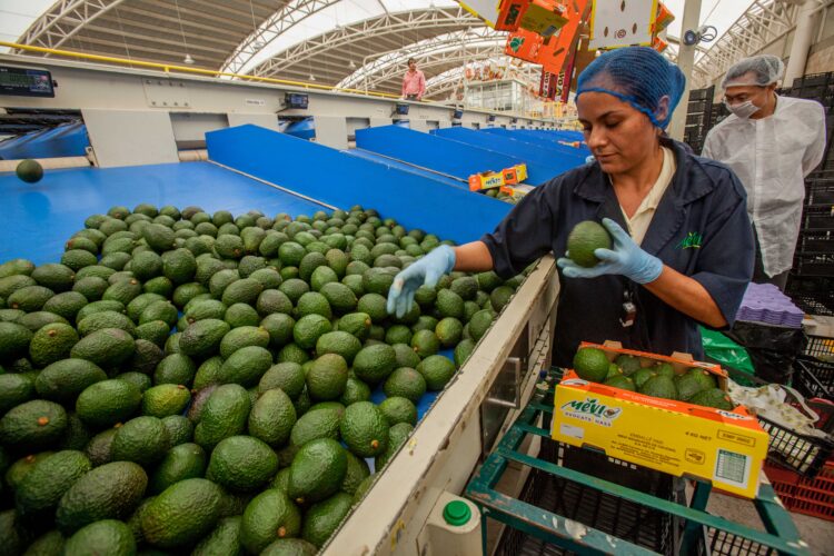 Exportación de aguacate mexicano a EUA se incrementa 35% en el primer cuatrimestre de 2026