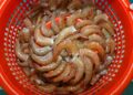 En agosto comienza la veda de abulón, langostino, pulpo y tiburones; termina para robalo y camarón