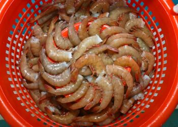 En agosto comienza la veda de abulón, langostino, pulpo y tiburones; termina para robalo y camarón