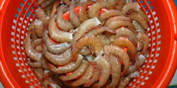 En agosto comienza la veda de abulón, langostino, pulpo y tiburones; termina para robalo y camarón