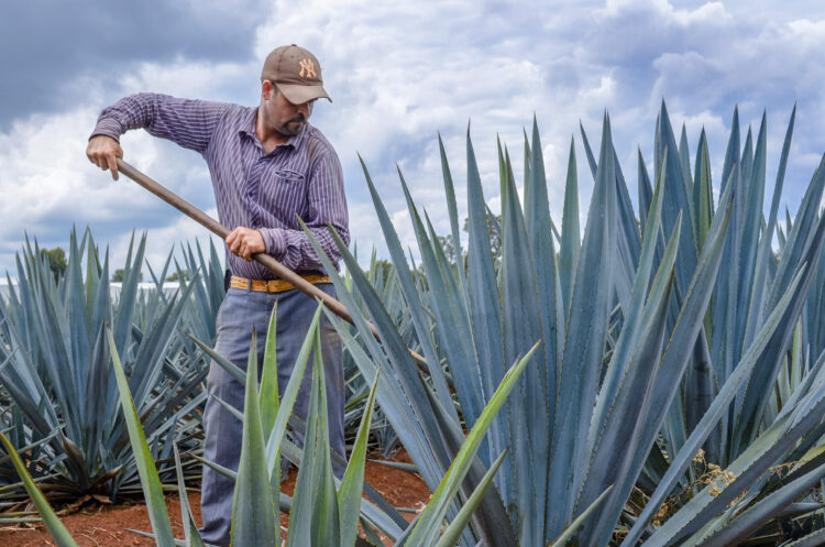México logra cifra récord de 184 mdd en envío de alimentos al Reino Unido