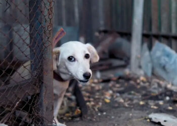 Crece 20% el abandono de perros tras la pandemia