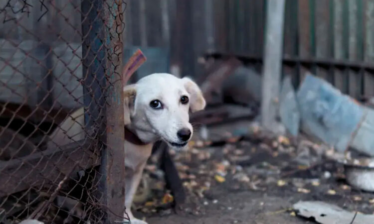 Crece 20% el abandono de perros tras la pandemia