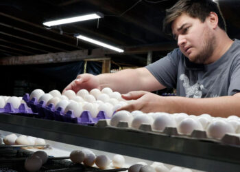 EE. UU. alerta por retiro masivo de huevos contaminados