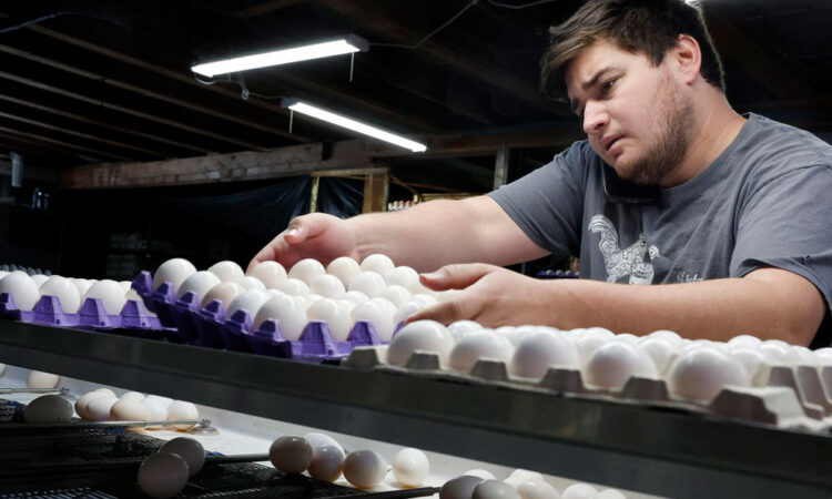 EE. UU. alerta por retiro masivo de huevos contaminados