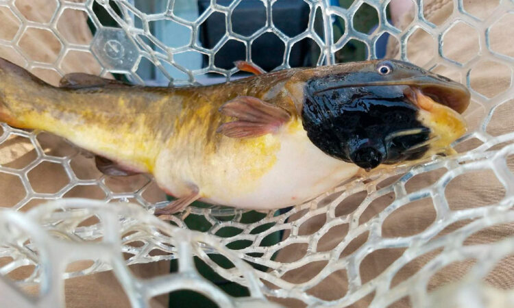 Descubren melanoma contagioso en peces de agua dulce