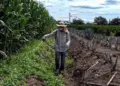 Productores reclaman recorte presupuestal al Senasica