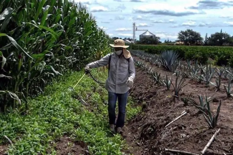 Productores reclaman recorte presupuestal al Senasica