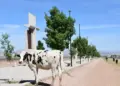 Buscan frenar animales callejeros en Altamira