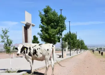 Buscan frenar animales callejeros en Altamira