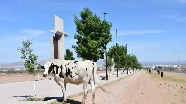 Buscan frenar animales callejeros en Altamira