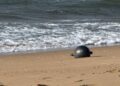 Autoridades investigan la aparición de esferas plateadas en una playa de Australia