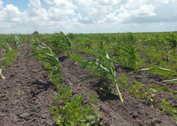 Supervisan avance en cultivo de frijol guar en Valle de San Fernando