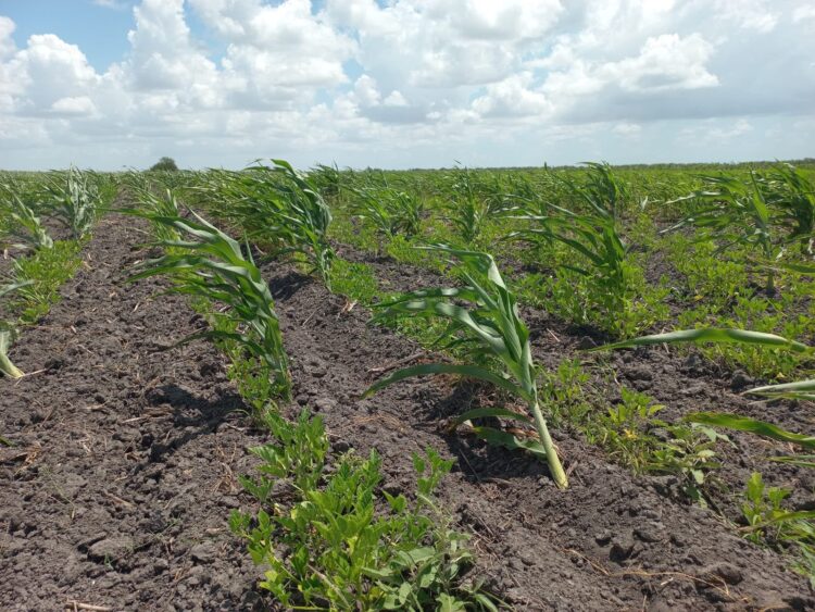 Supervisan avance en cultivo de frijol guar en Valle de San Fernando