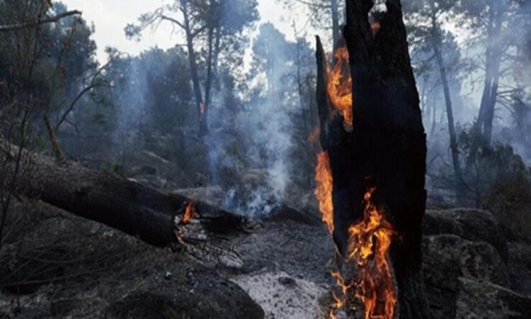 Incendio de Ávila ya es el más grande en la historia de España