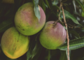 Recolectan cuatro toneladas diarias de mango ¡para basura!