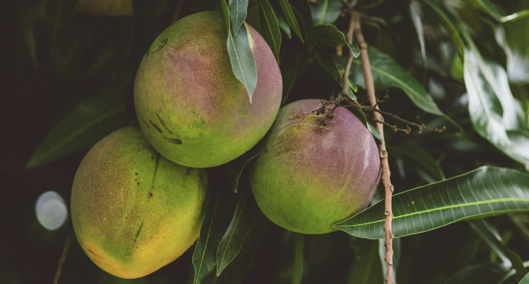 Recolectan cuatro toneladas diarias de mango ¡para basura!