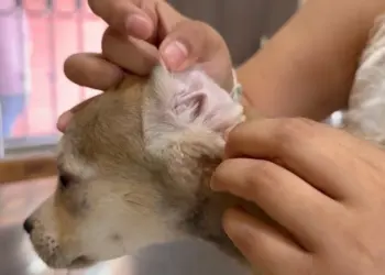 Registran 13 casos de gusano barrenador animal en Tampico-Madero