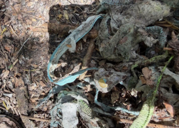 Ubican ocho posibles puntos de inhumación clandestina