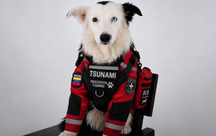 Tsunami, el perro rescatista que inspira esperanza en Venezuela