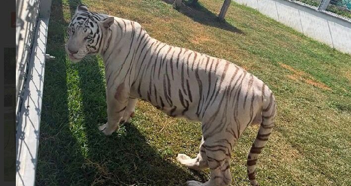 Aseguran “zoológico” ilegal y huachicol en la zona sur