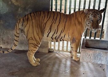 Aseguran “zoológico” ilegal y huachicol en la zona sur