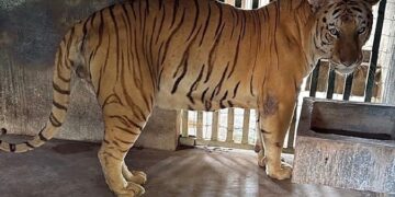 Aseguran “zoológico” ilegal y huachicol en la zona sur