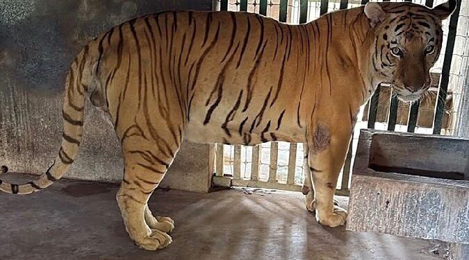 Aseguran “zoológico” ilegal y huachicol en la zona sur