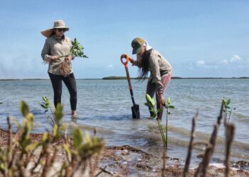 Planta SEDUMA más de 134 mil manglares y árboles nativos en reforestación de Tamaulipas
