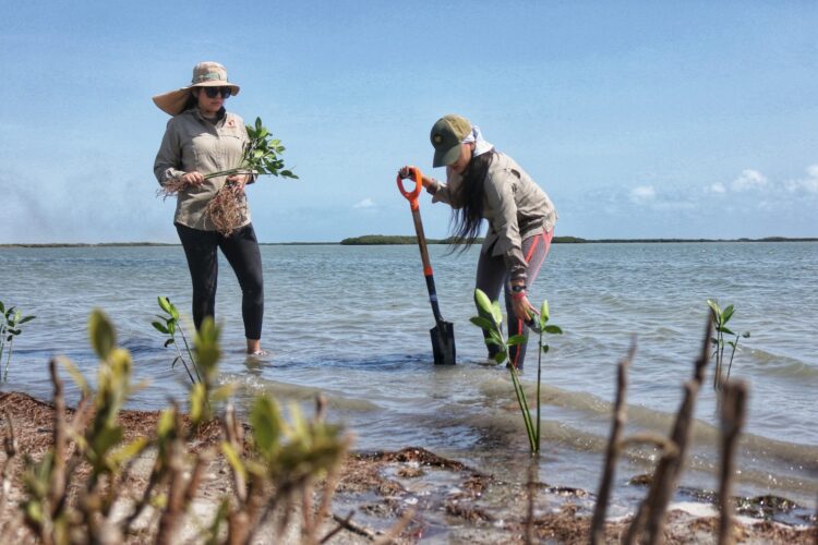 Planta SEDUMA más de 134 mil manglares y árboles nativos en reforestación de Tamaulipas
