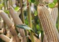 Incluirían a Tamaulipas en “precio justo a maíz” y abren puerta a otros estímulos para sorgo