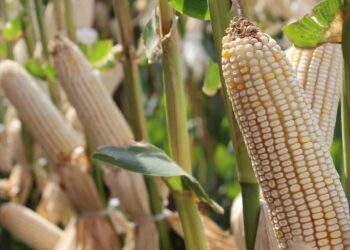 Incluirían a Tamaulipas en “precio justo a maíz” y abren puerta a otros estímulos para sorgo