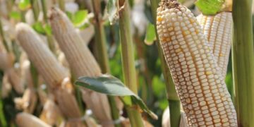 Incluirían a Tamaulipas en “precio justo a maíz” y abren puerta a otros estímulos para sorgo