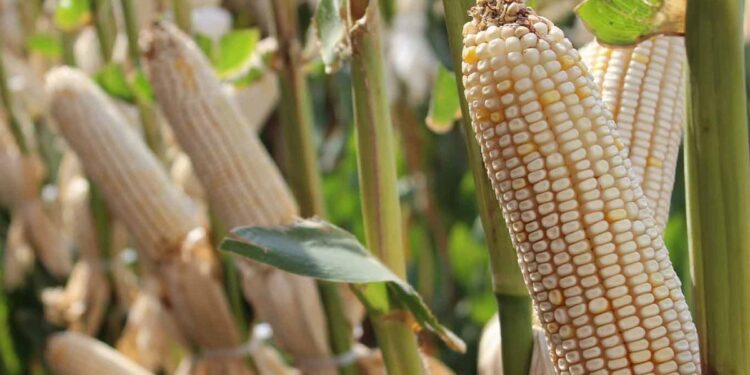 Incluirían a Tamaulipas en “precio justo a maíz” y abren puerta a otros estímulos para sorgo