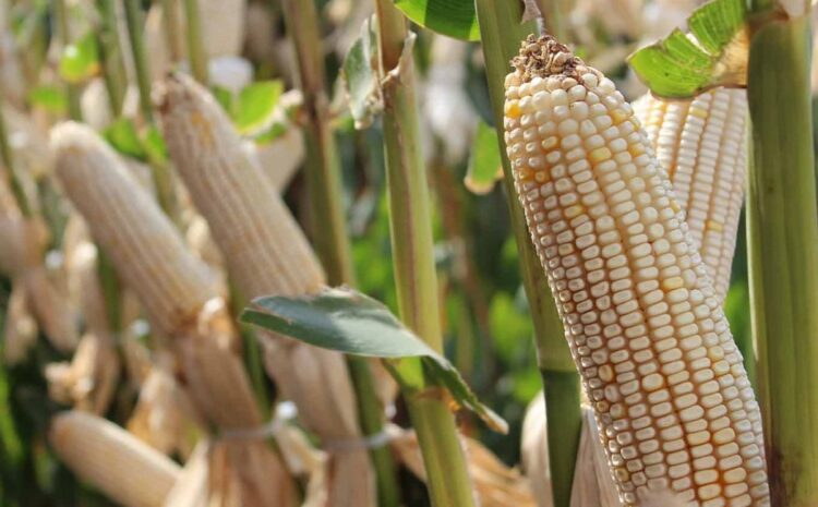Incluirían a Tamaulipas en “precio justo a maíz” y abren puerta a otros estímulos para sorgo