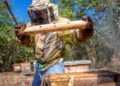 Miel de abeja de México se exporta a 30 países; es el noveno productor mundial