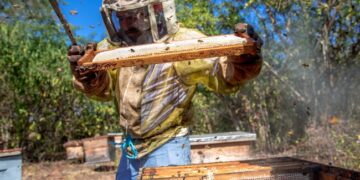 Miel de abeja de México se exporta a 30 países; es el noveno productor mundial