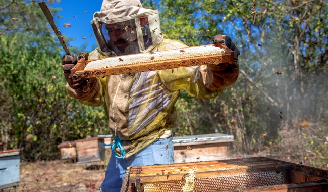 Miel de abeja de México se exporta a 30 países; es el noveno productor mundial