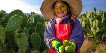Crece 9.4% la producción nacional de tuna; Estado de México lidera cosecha con 159 mil toneladas