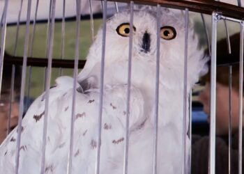 La realidad de tener una lechuza como mascota inspirada en Hedwig